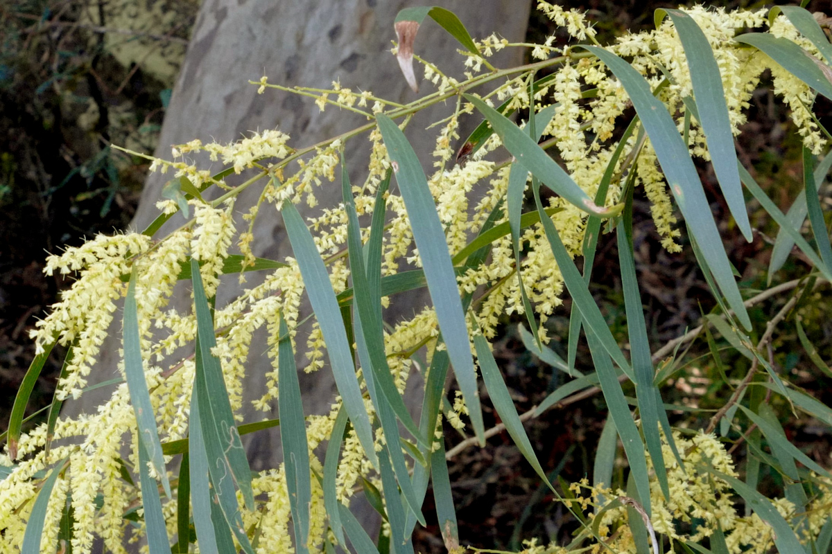 Photo of Acacia longifolia