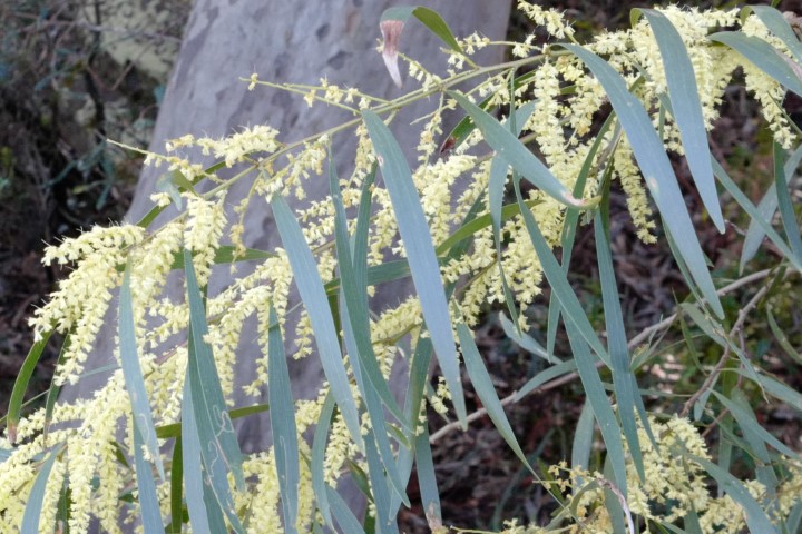 Photo of Acacia longifolia (Sydney Golden Wattle)