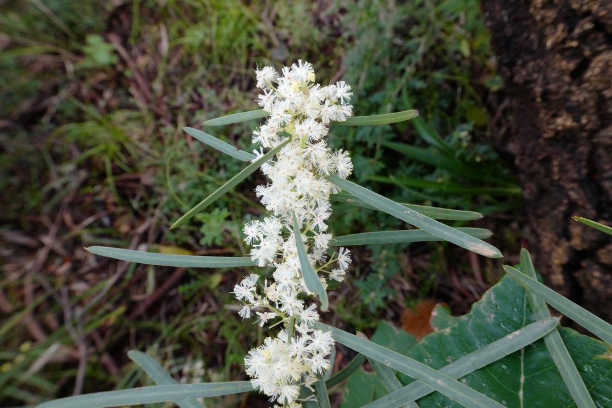 Photo of Acacia suaveolens