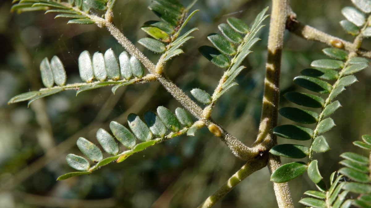 Leaves of Acacia terminalis subsp. Eastern Sydney