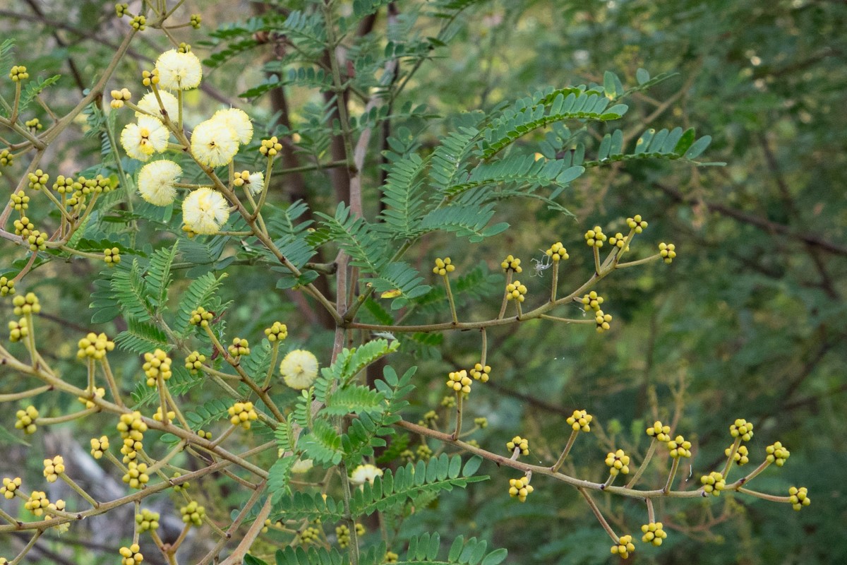 Flowers of Acacia terminalis subsp. Eastern Sydney