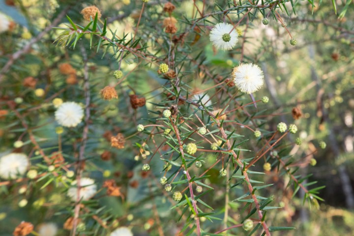 Photo of Acacia ulicifolia (Prickly Moses)