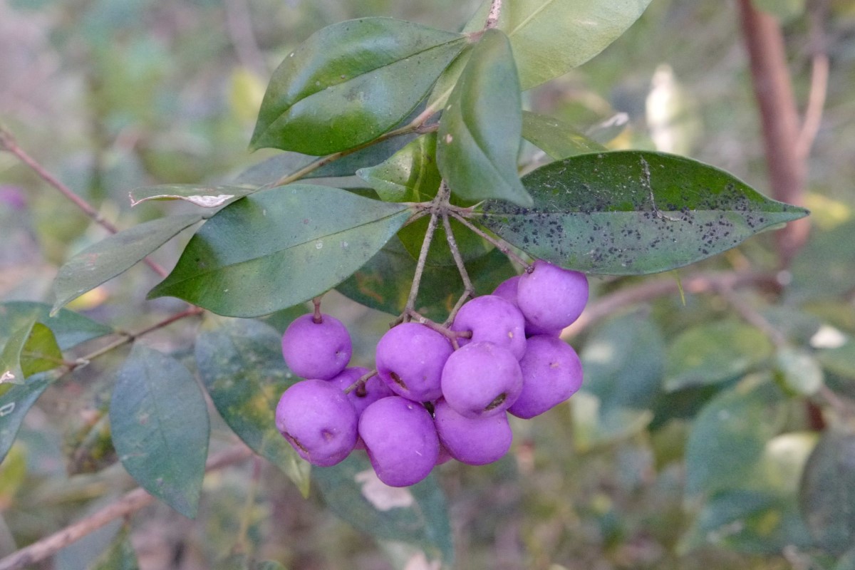 Photo of Acmena smithii