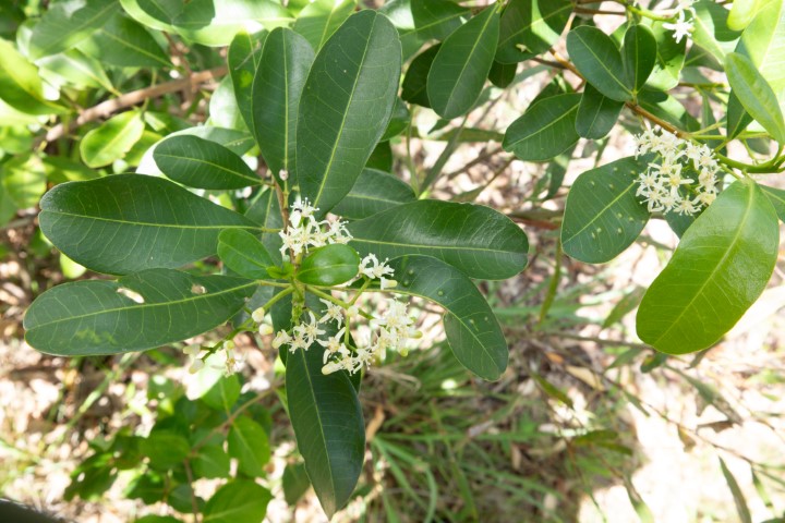 Photo of Acronychia oblongifolia (White Aspen)