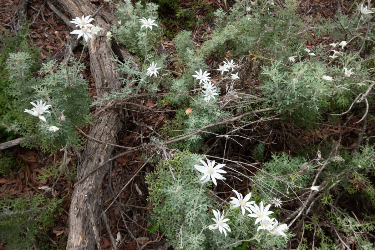 Photo of Actinotus helianthi