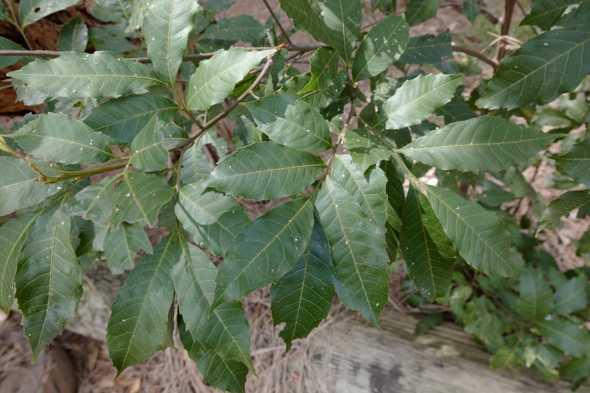 Photo of Alectryon subcinereus