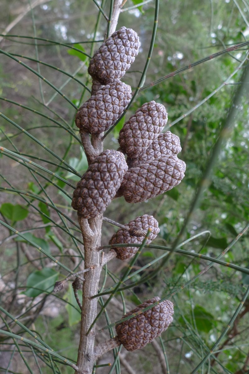 Photo of Allocasuarina distyla