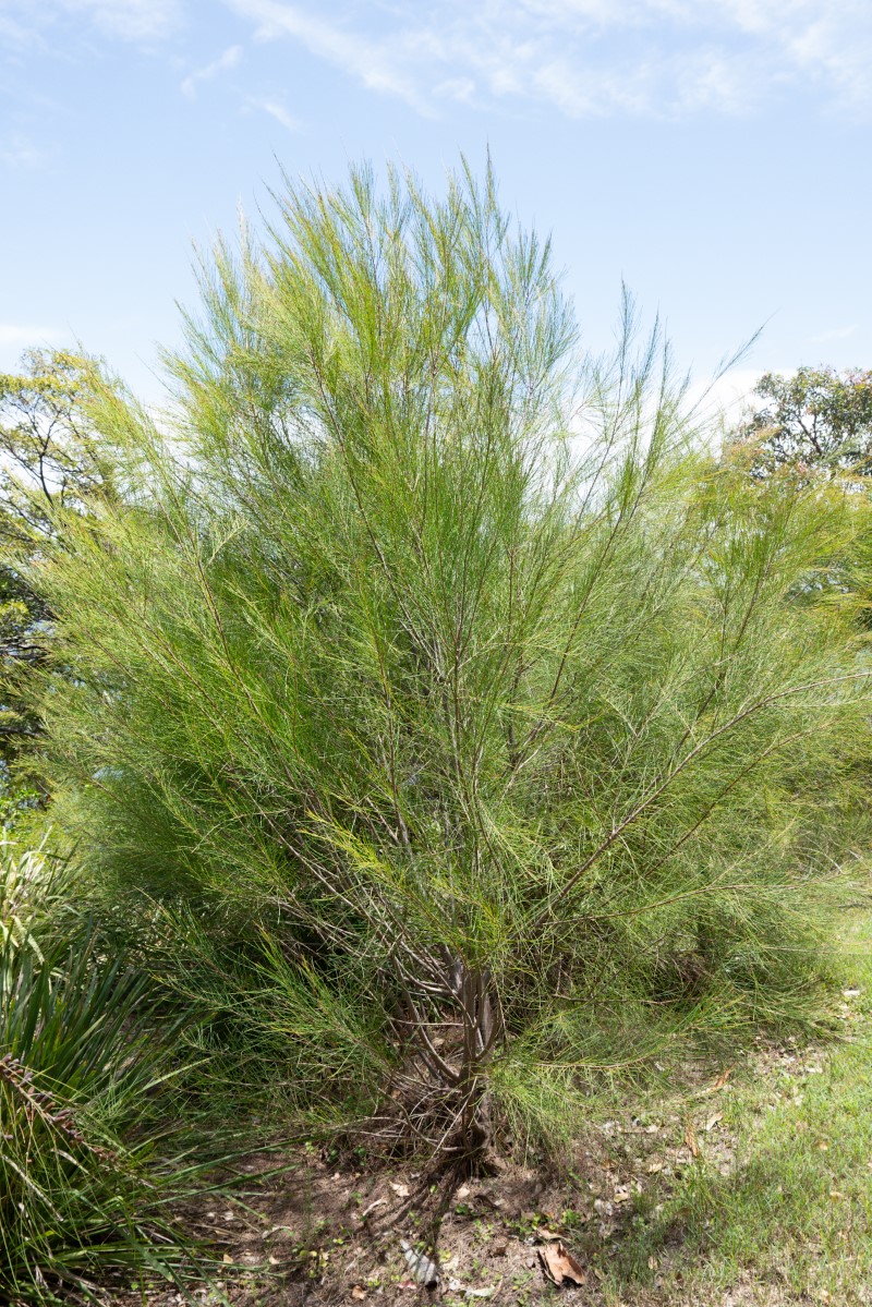 Allocasuarina portuensis