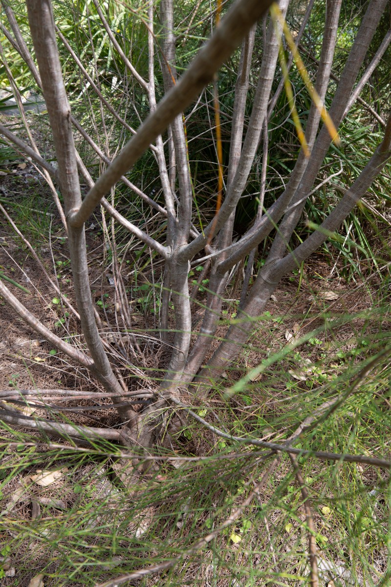 Allocasuarina portuensis stems