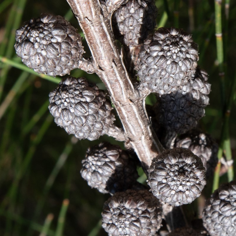 Allocasuarina portuensis cones