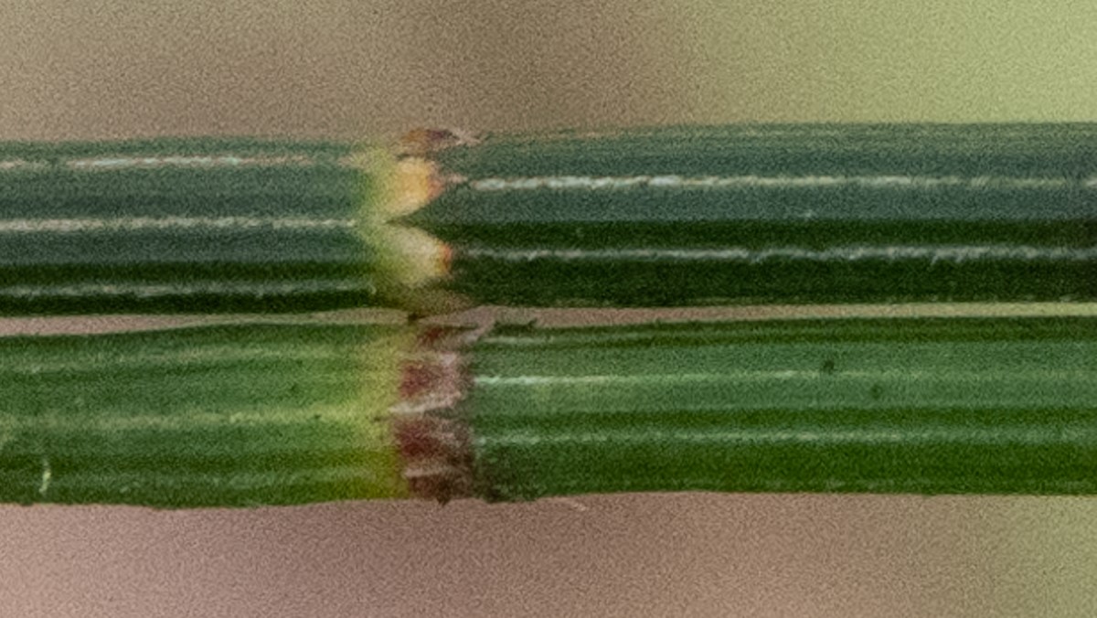 Comparison of teeth on Allocasuarina portuensis and Allocasuarina distyla