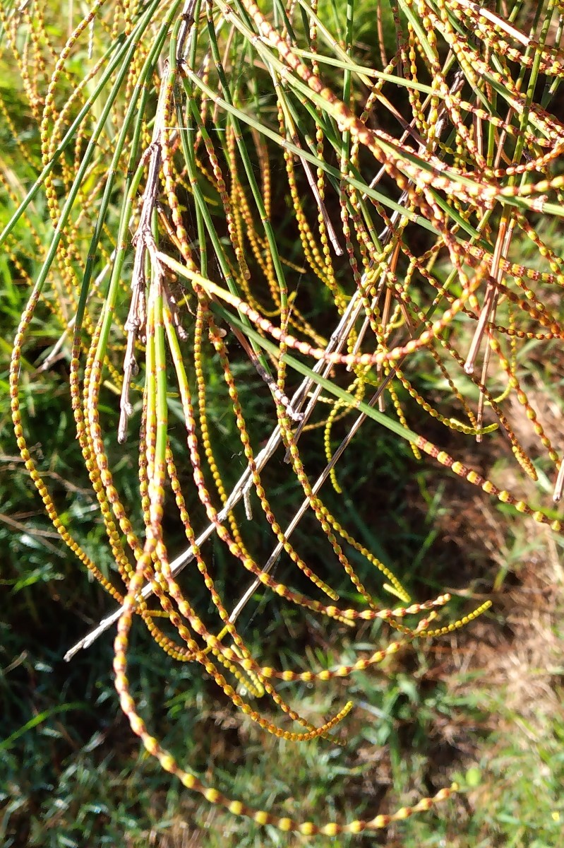 Allocasuarina portuensis male flowers