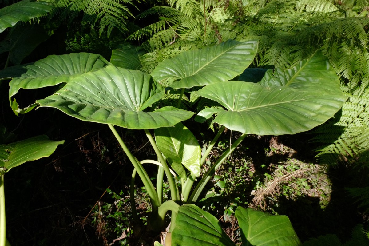 Photo of Alocasia brisbanensis