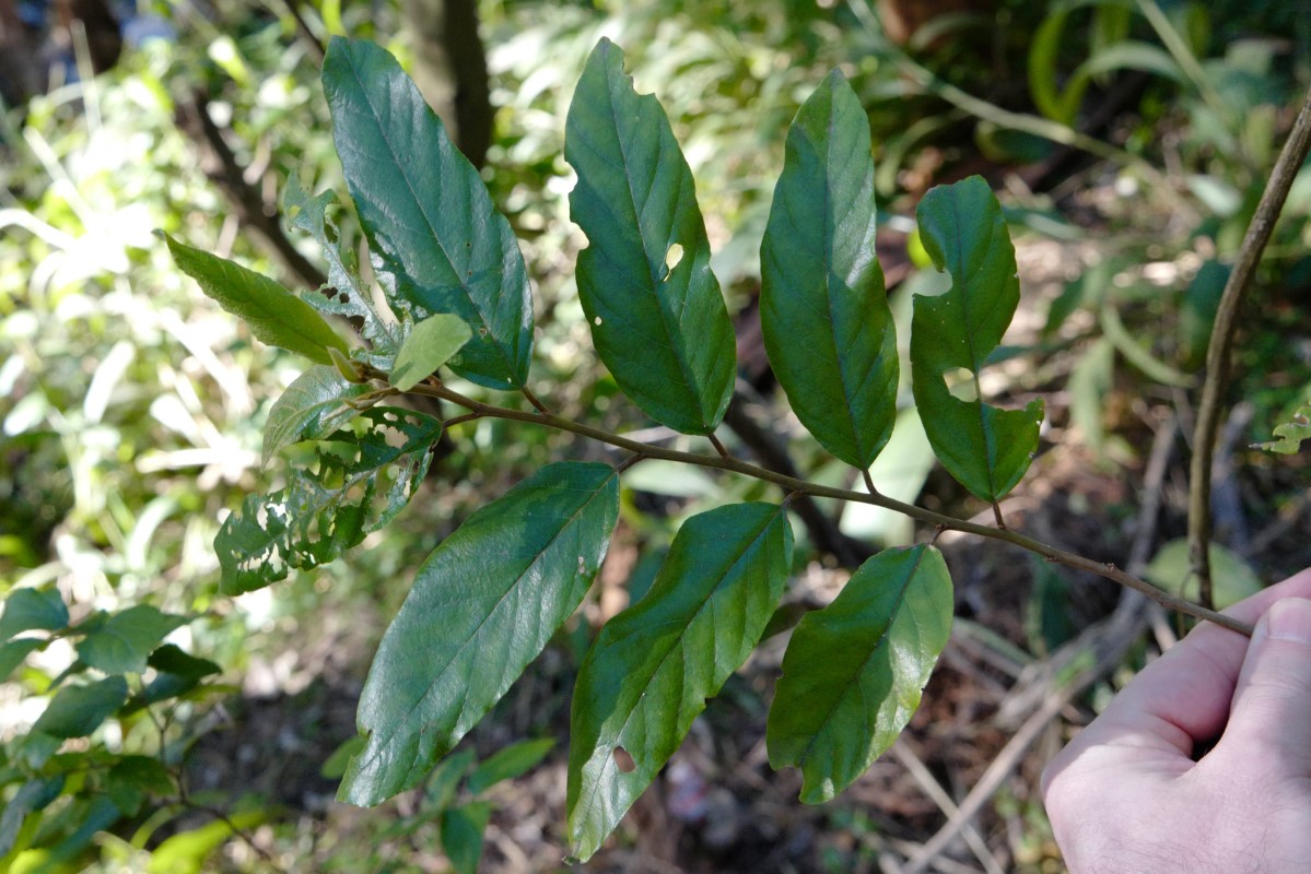 Photo of Alphitonia excelsa