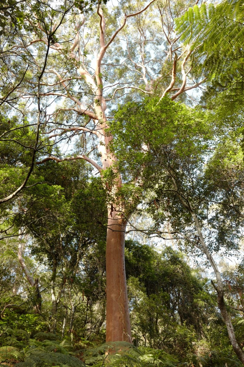 Photo of Angophora costata