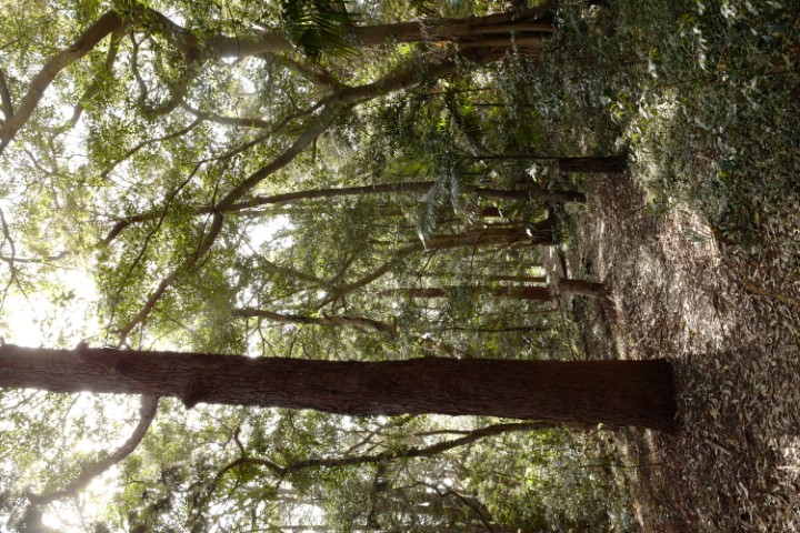 Photo of Angophora Walk in Cooper Park