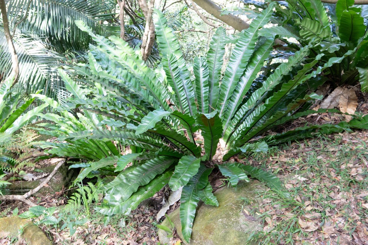 Photo of Asplenium australasicum