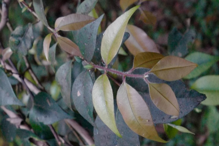 Photo of Backhousia myrtifolia (Cinnamon Myrtle)