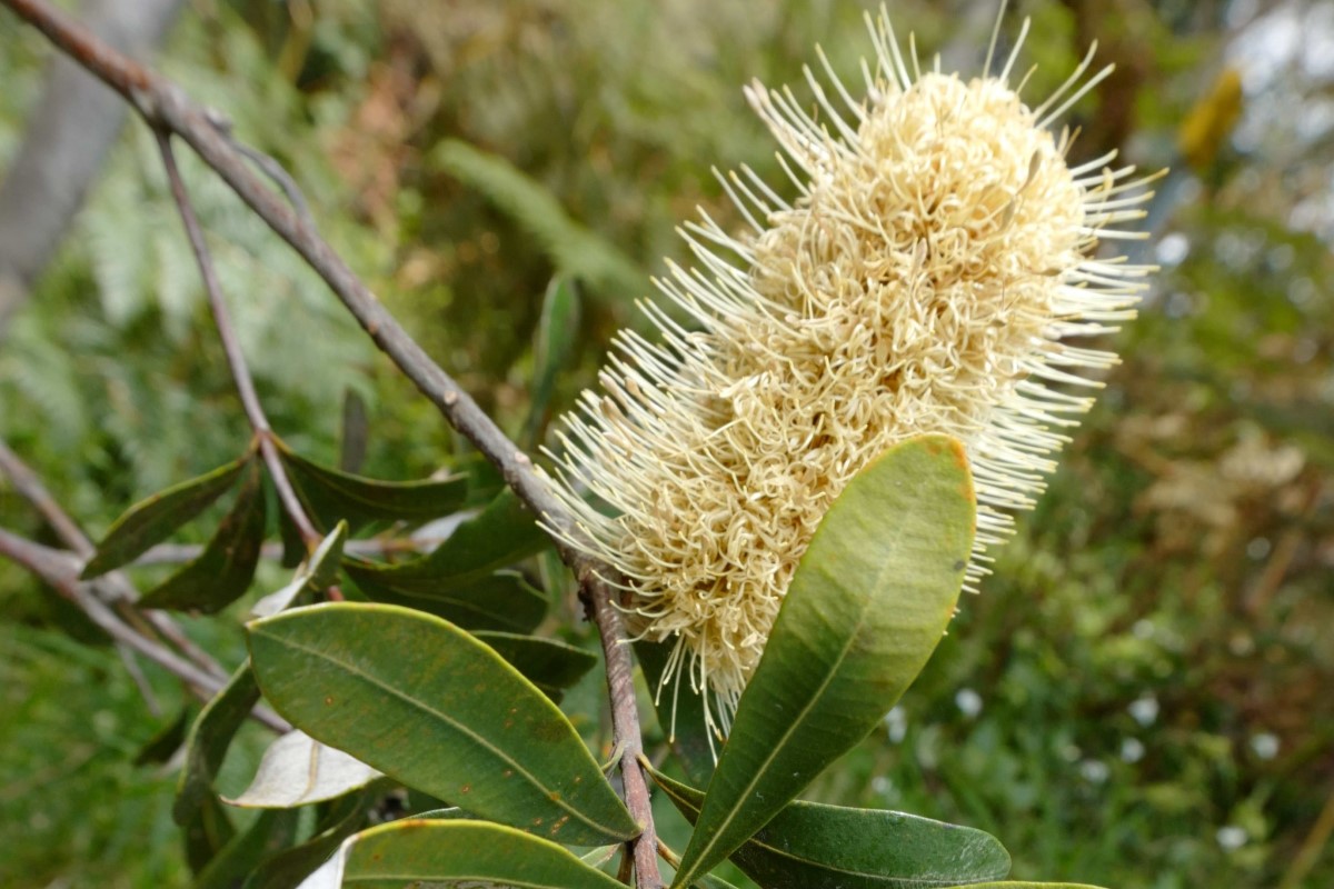 Photo of Banksia integrifolia