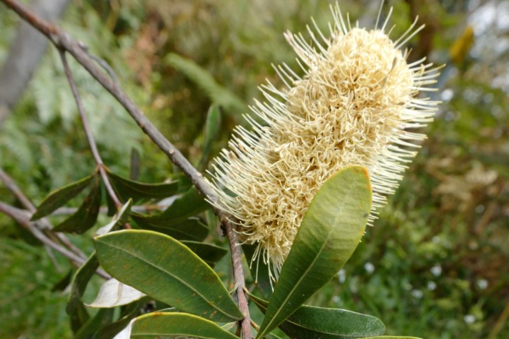 Photo of Banksia integrifolia (Coast Banksia)