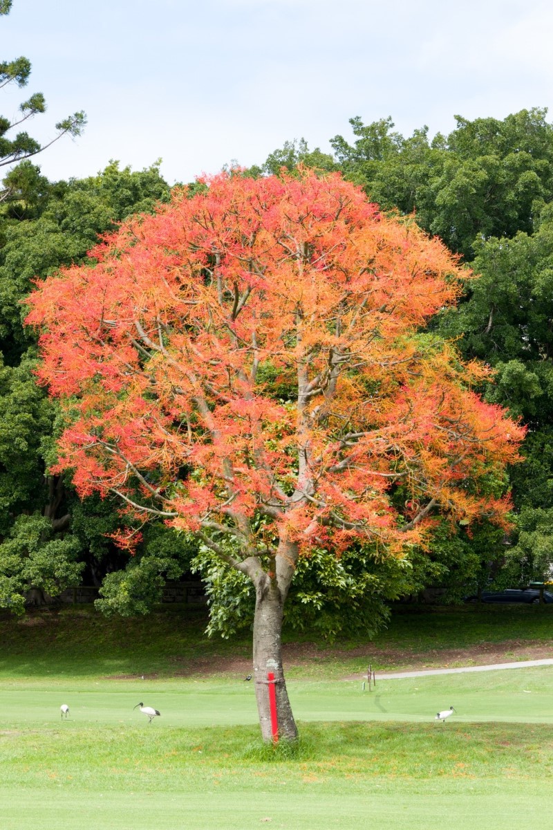 Photo of Brachychiton acerifolius