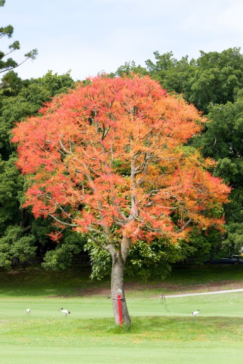 Photo of Brachychiton acerifolius (Flame Tree)