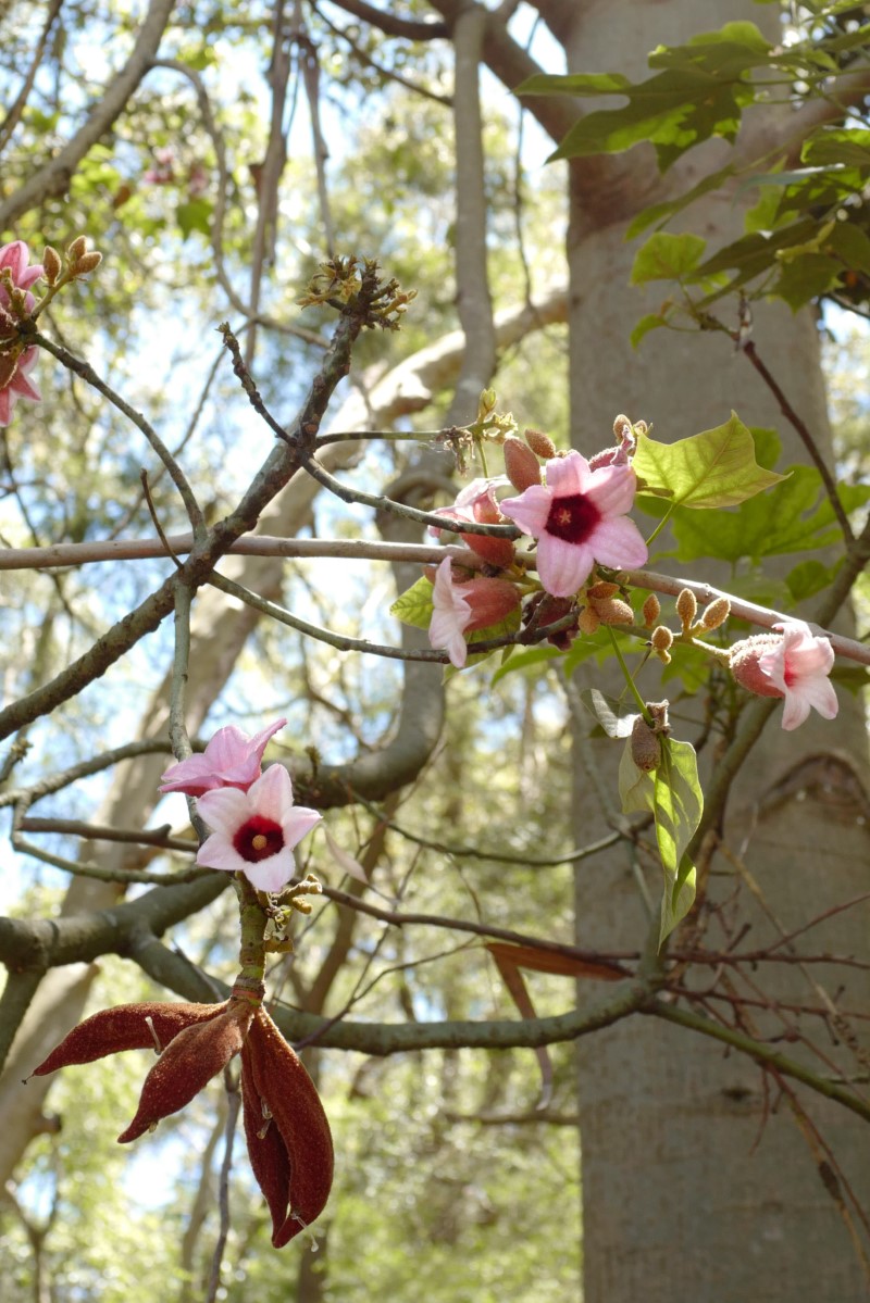 Photo of Brachychiton discolor