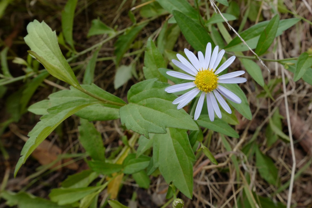 Photo of Brachyscome aculeata