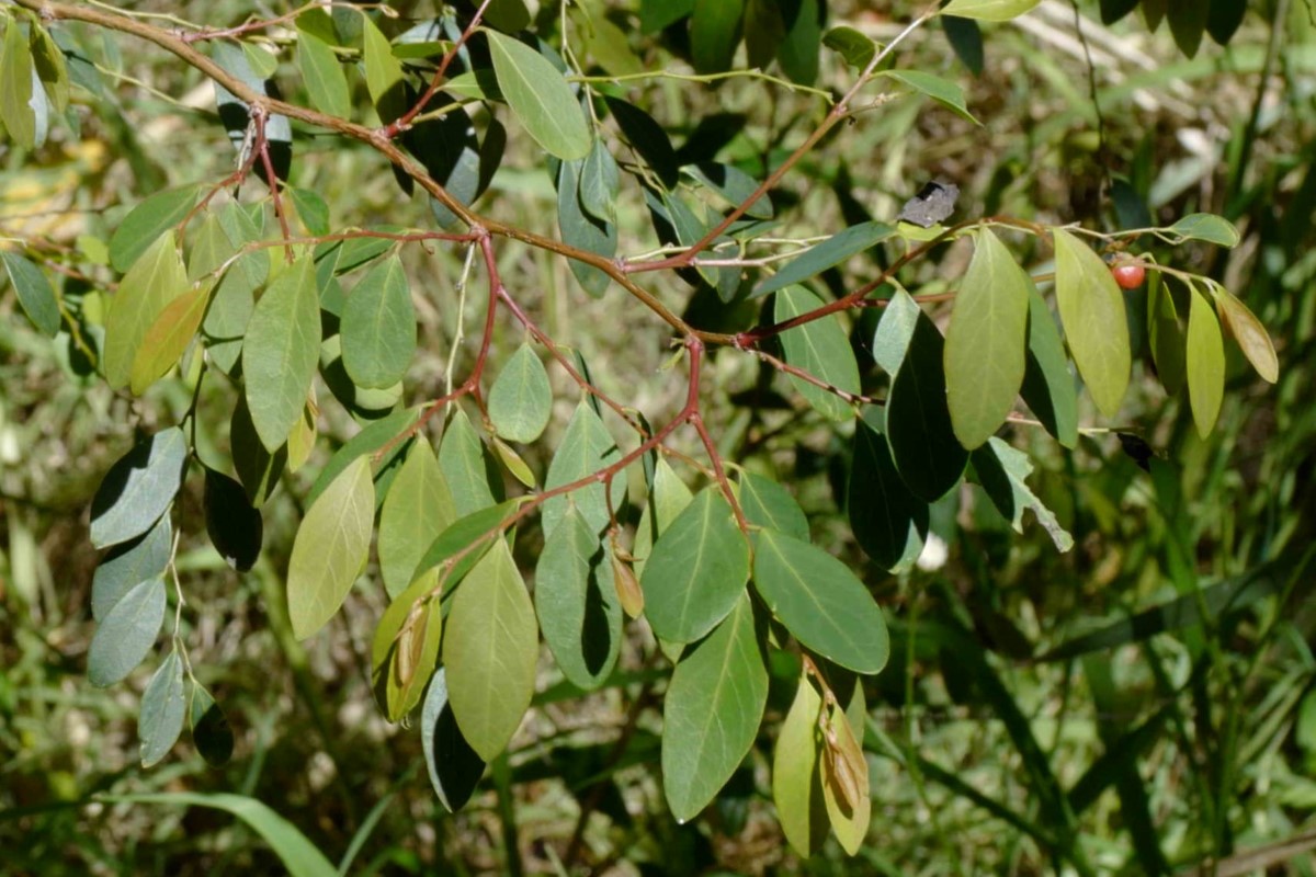 Photo of Breynia oblongifolia