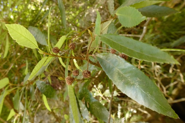 Photo of Callicoma serratifolia (Black Wattle)