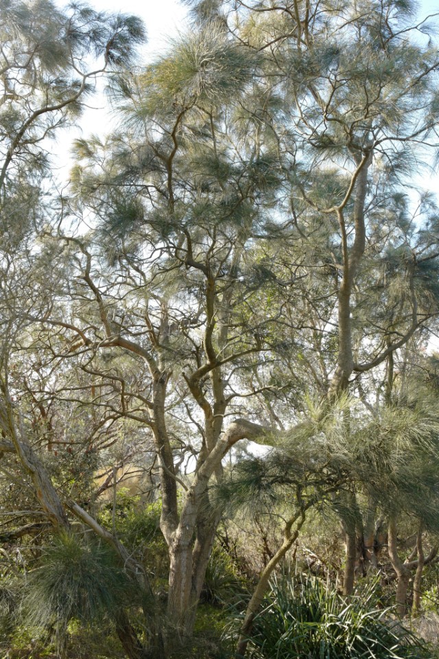 Photo of Casuarina glauca (Swamp She-oak)