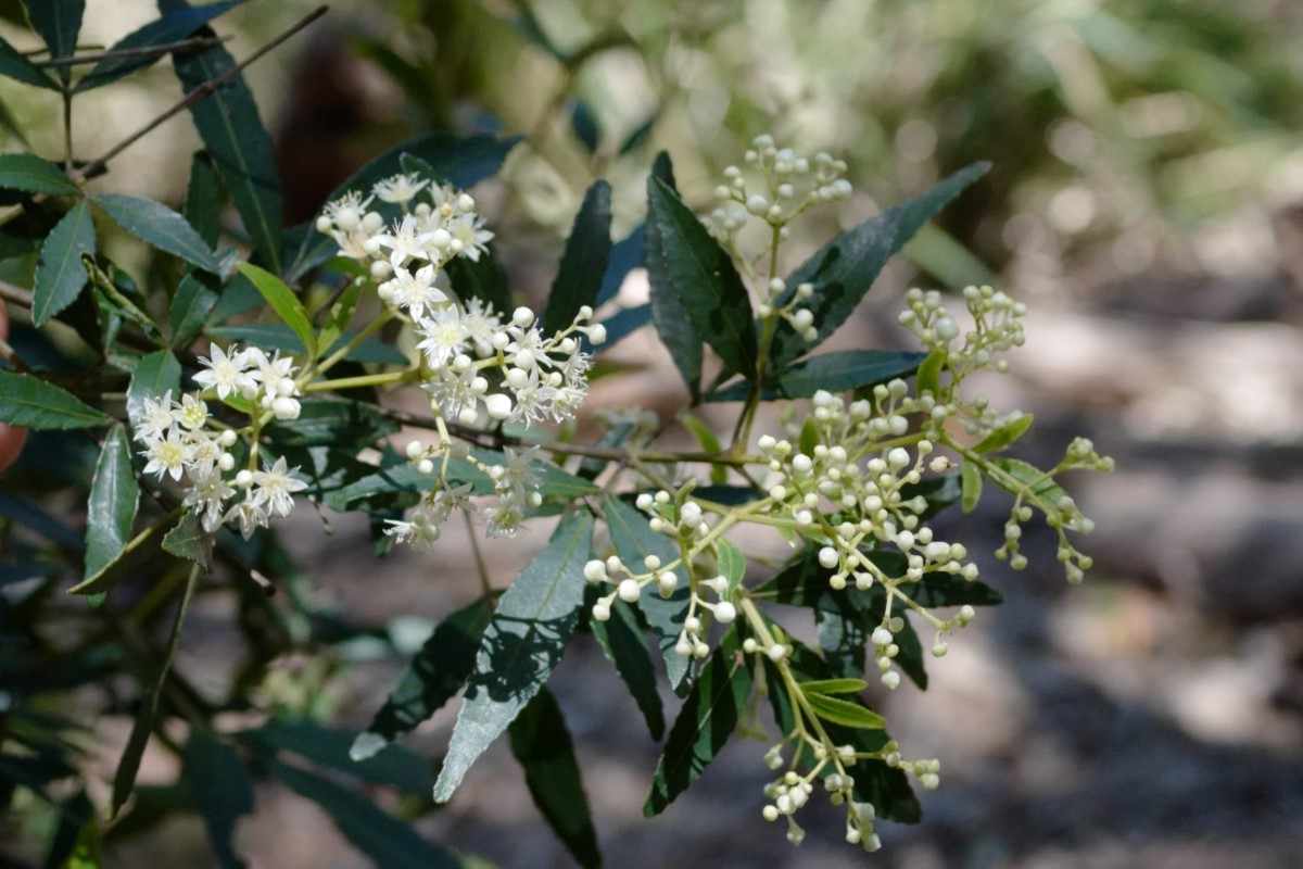 Photo of Ceratopetalum gummiferum