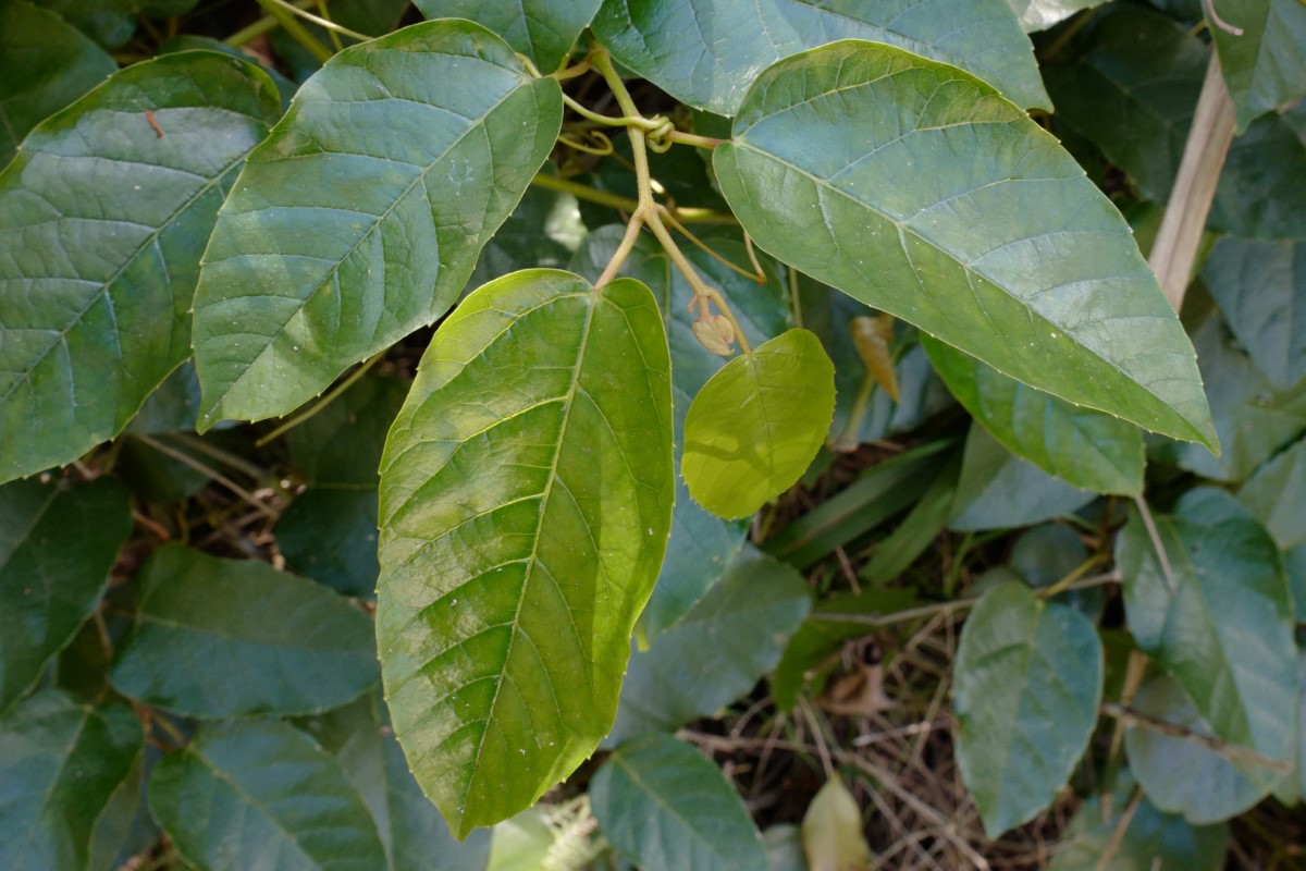 Photo of Cissus antarctica