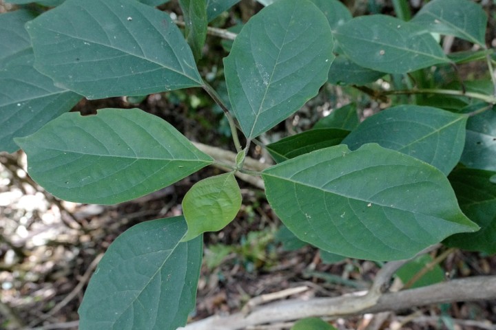 Photo of Clerodendrum tomentosum (Hairy Clerodendrum)