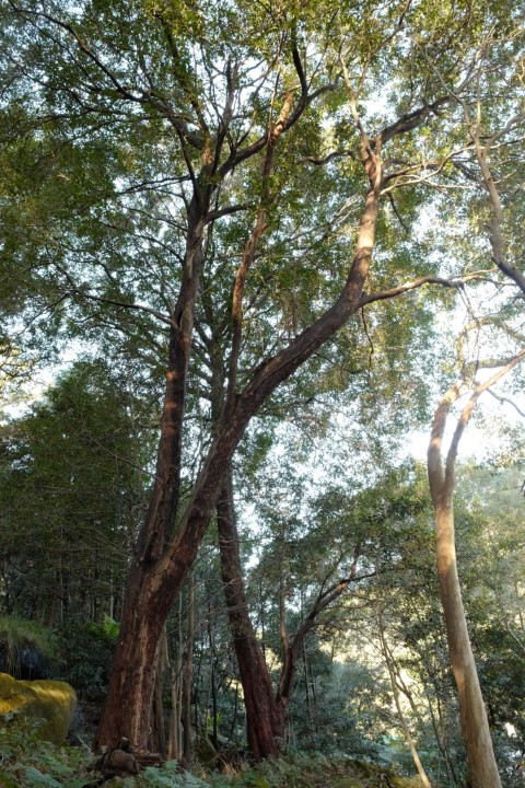 Photo of Angophora Walk in Cooper Park