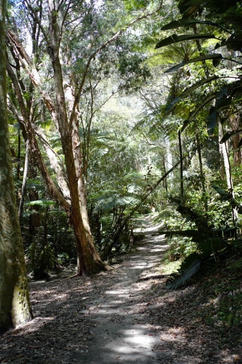 Photo of Angophora Walk in Cooper Park