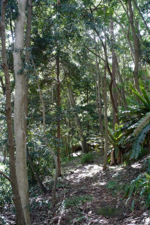 Photo of Angophora Walk in Cooper Park