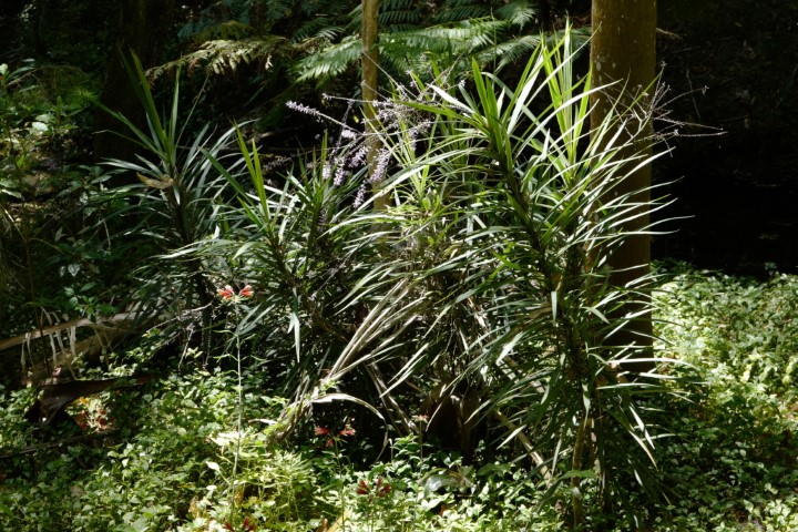 Photo of Cordyline stricta (Narrow-leaved Palm Lily)