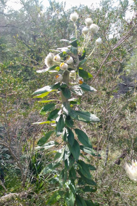 Photo of Coronidium elatum (Tall Everlasting Daisy)