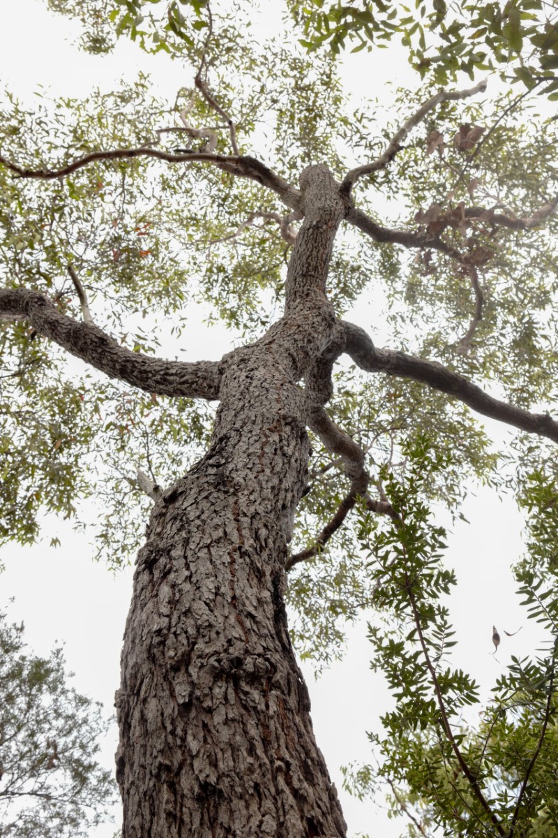 Photo of Corymbia gummifera