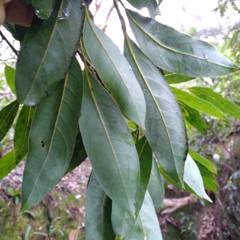 Cryptocarya glaucescens underside