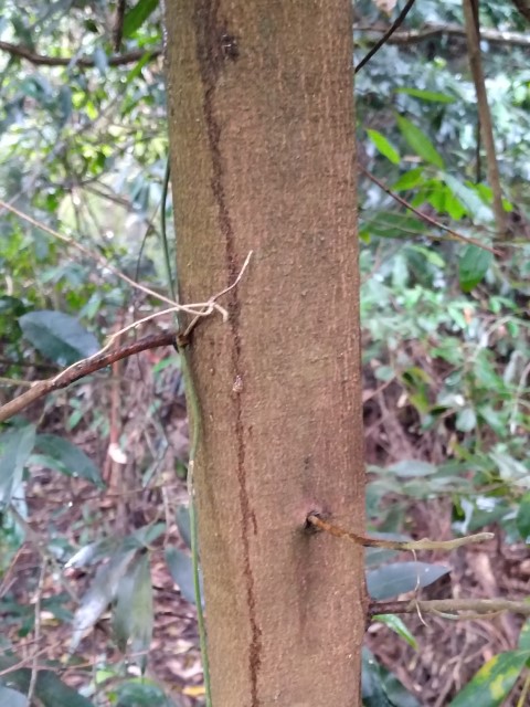 Cryptocarya glaucescens trunk