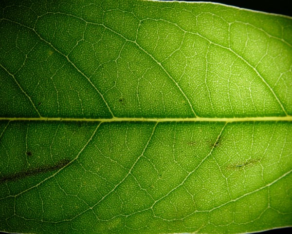 Cryptocarya glaucescens venation