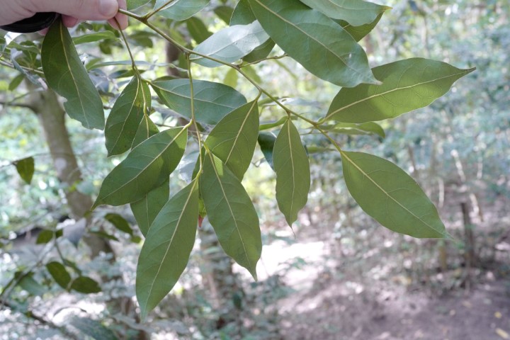 Cryptocarya microneura underside