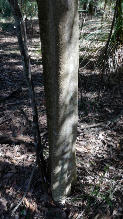 Cryptocarya microneura trunk