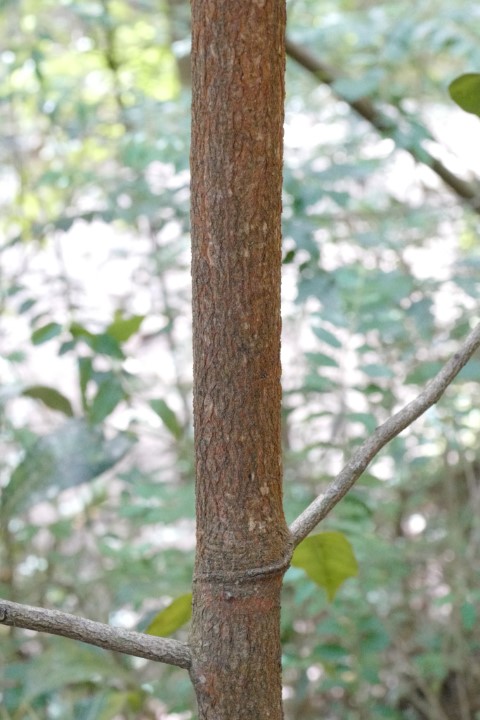 Cryptocarya microneura trunk young