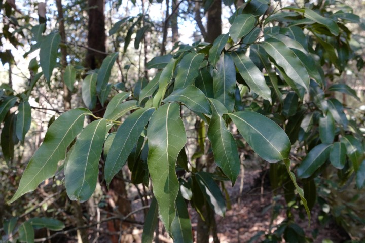 Cryptocarya microneura leaves