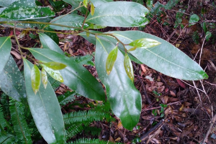 Cryptocarya glaucescens leaves