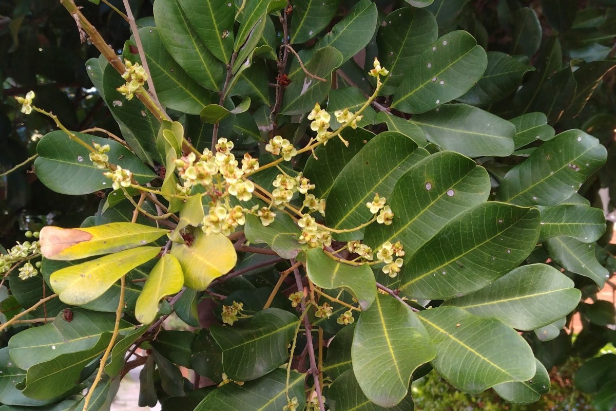 Photo of Cupaniopsis anacardioides