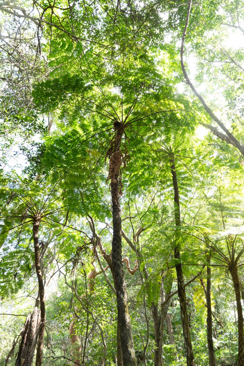 Photo of Cyathea cooperi